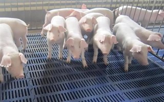 1到3个月的猪仔如何喂养，一个月后要进行断奶处理