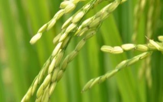 盐两优9111水稻种简介,每亩有效穗16.2万
