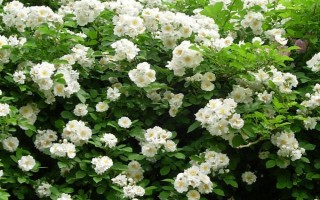 无刺蔷薇是什么品种，是新开发出来的一个蔷薇品种