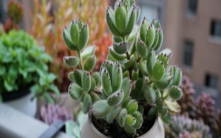 熊童子叶子发黄怎么处理，要适当控水并保证光照