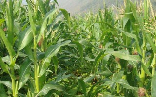 大康229玉米种子特征特性,适宜播期4月中旬至5月上旬