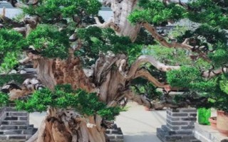 养殖针柏树盆景的方法，需根据当前季节调整浇水频率