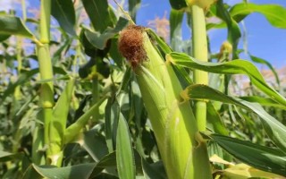 坤瑞618玉米种子特点，品种株型紧凑