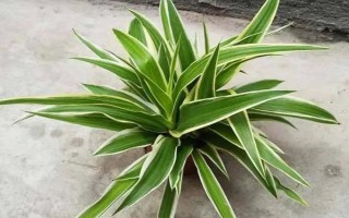 金边吊兰怎么养殖，需提供全天的散射光照