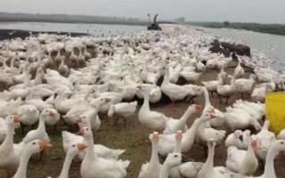 怎么养小鹅才能避免死亡,需保持稳定的舍温、做好消毒杀菌工作