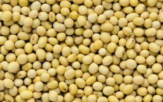 潍豆8号大豆种子简介,属中熟夏大豆品种