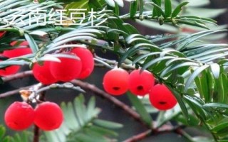 红豆杉的价格，株高和胸径会影响到市场售价