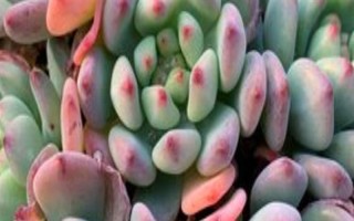 蓝苹果多肉怎么养殖，生长期间每隔10-15天浇一次水