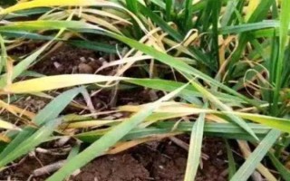 小麦叶尖发黄的原因，氮肥施用过多或除草剂药害均会导致