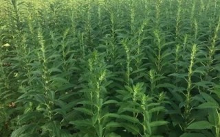 芝麻倒伏的原因及防治措施，主要原因是品种抗倒伏性较差