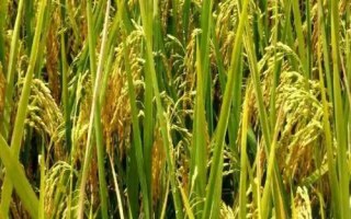 万丰优98丝苗水稻种子简介,一般6月下旬至7月中旬播种