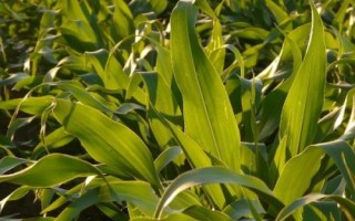 广糯9号玉米品种的特性，抗病性接种鉴定高抗小斑病