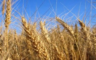 弘麦15-1小麦种子特点，足墒播种