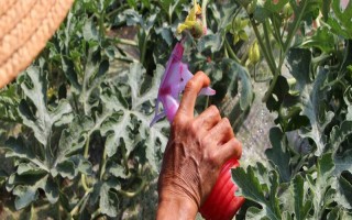 氯吡脲的喷施次数，通常只需喷一次