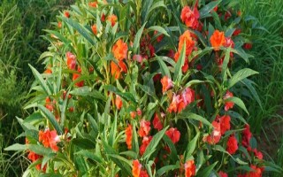 凤仙花能否养在室内，在室内养殖容易危害人体