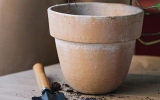 文竹叶片发黄如何处理，因受到暴晒而发黄需转移到半阴处