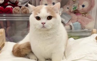 猫咪经常吐舌头正常吗，可能是吃东西或舔毛时被打断导致的