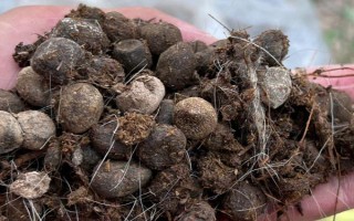 农家肥与化肥混用的好处,可以使养分供应更持久