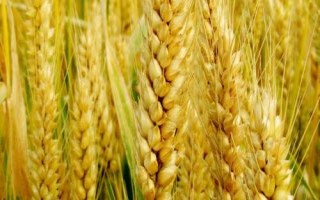 弘麦15-1小麦种简介,适宜播期为10月5日~15日