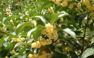 桂花怎么快速繁殖，通常采用播种繁殖、嫁接繁殖、扦插繁殖、压条繁殖