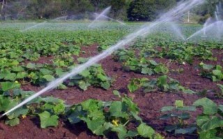 油菜如何顺利过冬，寒流过后要及时查苗