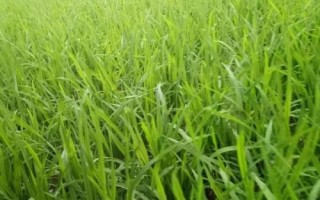 喜两优华占水稻种简介,全生育期为134.1天