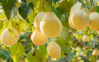 我国的雪梨之乡是哪里，四川苍溪县具有“中国雪梨之乡”的美誉