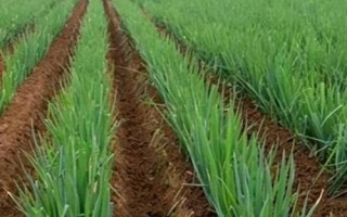 秋季大葱如何追肥，每次追肥量应稍多于上一次追肥量