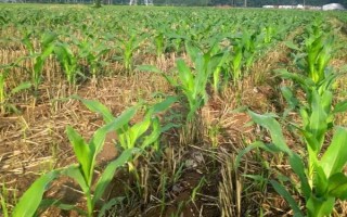 长单710玉米品种的特性，出苗至成熟127天