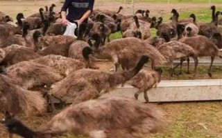 鸸鹋和鸵鸟的区别，体型和经济价值均不同