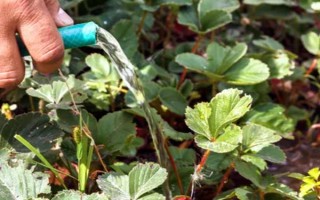 哪些因素会影响草莓膨大,主要有种子、温度、光照等5个原因