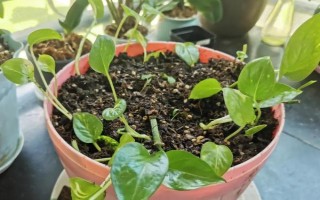 绿萝的品种分类，常见的有青叶绿萝、黄叶绿萝等