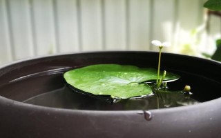 一叶莲水培用什么肥料,每次换水时施加几滴植物生长营养液即可