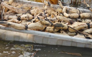 种藕所需投资,每亩需要6700元左右