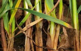 小麦出芽需多少积温，从播种至发芽出苗需要0℃以上的积温120℃