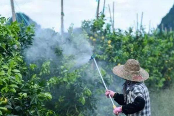 叶面喷施锌肥有什么作用，可以非常好的促根壮苗