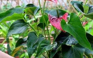 红掌被冻伤了如何处理，要把室温保持在10℃以上