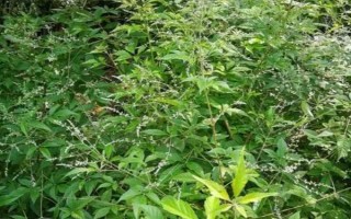 荆条的开花时间,大多为5-7月份