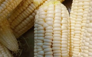 鹅是不是素食动物，以青草、饲料、谷类等素食为食