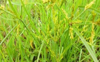 香附用什么土种植，选择有机质含量高且透气性较好的沙土或者沙壤土