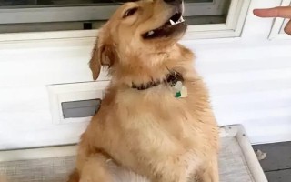 狗狗身上有皮屑的原因，可能是感染了皮肤病或营养不良等