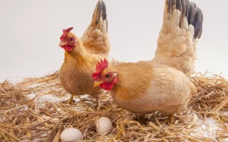 一个平方散养多少只鸡，0-4周龄能养10-15只/平方米