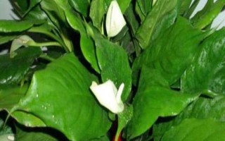 万年青开花的寓意，象征吉祥如意、即将迎来好运