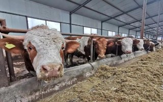 母牛产仔后过多久会打栏，一般需要40天左右