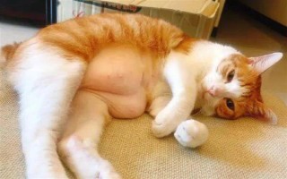 猫咪怀孕后有哪些注意事项，防止高度跳跃和快速奔跑