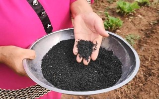 怎么种大葱籽，播种前需浸种3-4小时