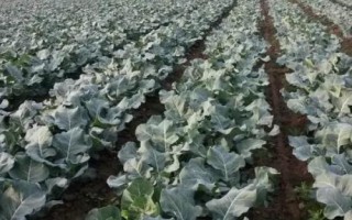 种植西兰花的前景，目前来看前景比较乐观