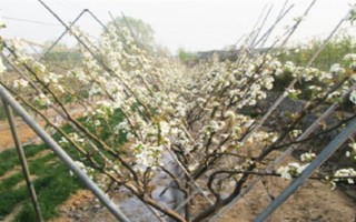 车厘子怎么种植,萌芽开花期、果实生长期都要追肥