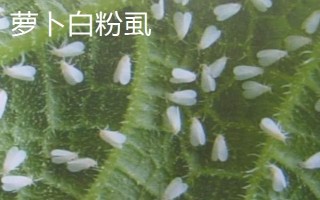 萝卜白粉虱的危害特点，会造成作物叶片褪色、变黄等