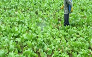 蔬菜低碳防虫方法，可以肥治虫、以死虫治活虫等